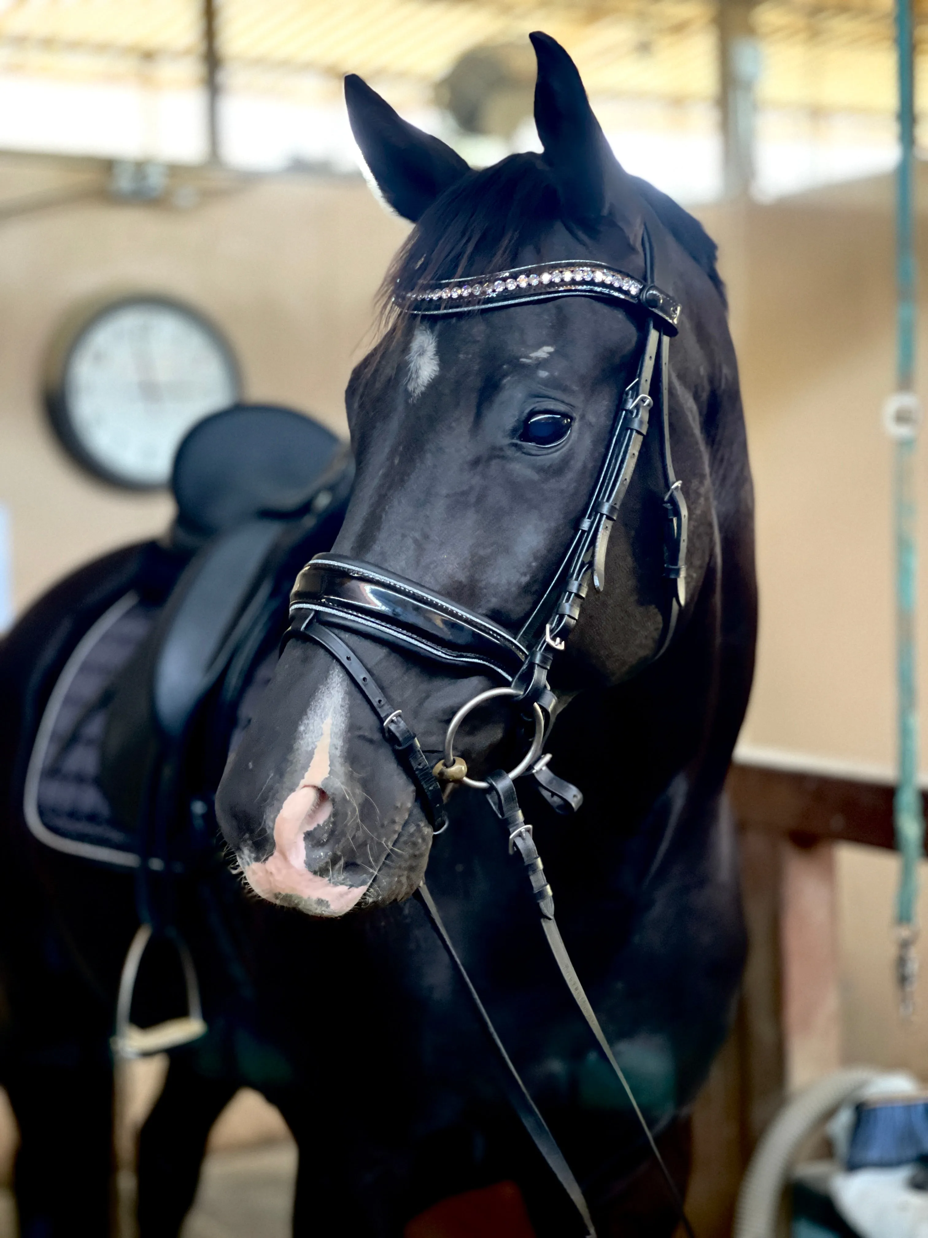 Adriana - Black Patent Blue Sparkle Snaffle Bridle