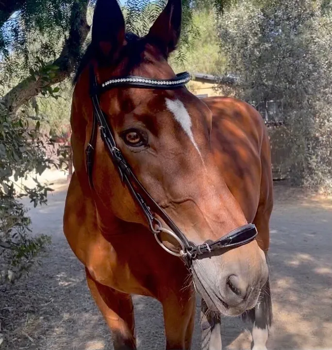 The Salzburg Patent Leather Drop Noseband Bridle