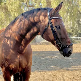 The Salzburg Patent Leather Drop Noseband Bridle